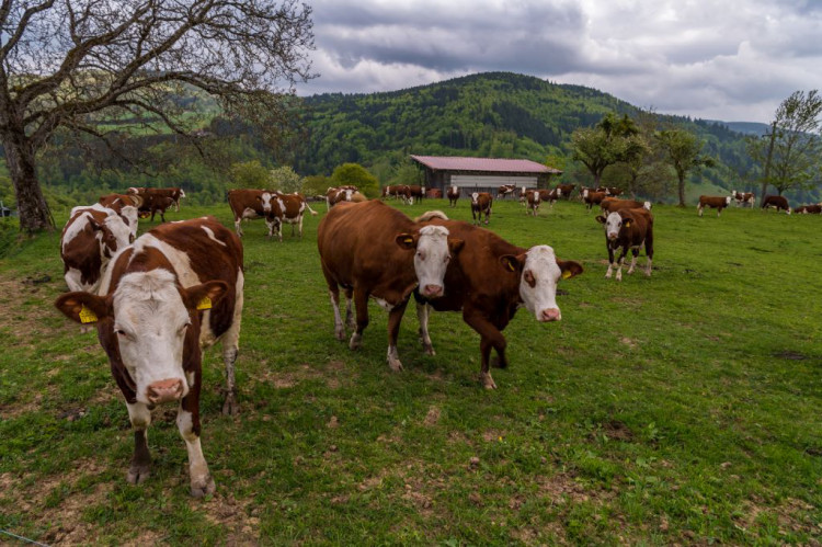 Unsere Vorderwälder-Milchkühe