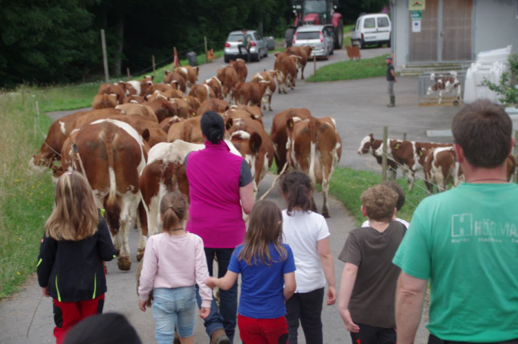 Weidegang mit Kindern der Grundschule Schönau
